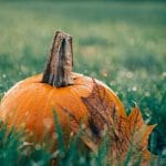 pixabay-pumpkin-1030817_1920-seasonal-wellness-marketing.jpg