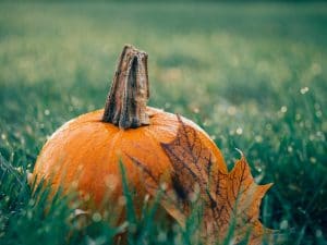 pixabay-pumpkin-1030817_1920-seasonal-wellness-marketing.jpg